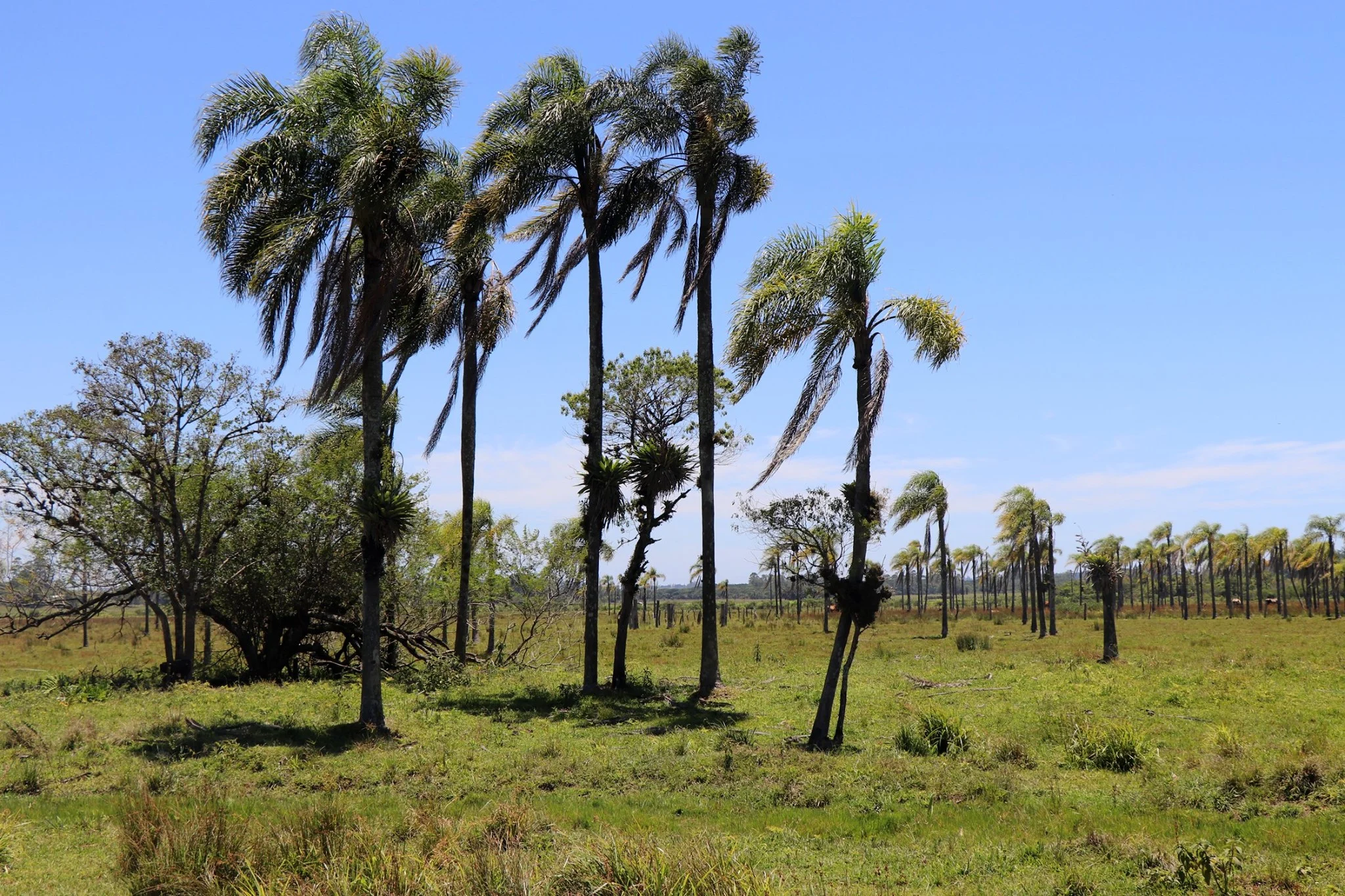 Paisagem rural da cidade